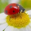 Ladybug On White Flower paint by number