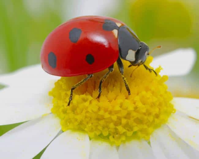Ladybug On White Flower paint by number