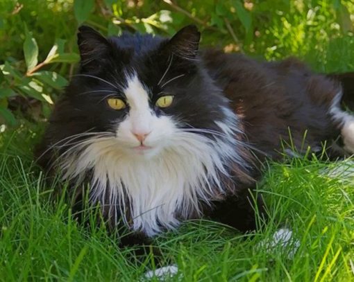 Long Haired Black And White Cat paint by numbers