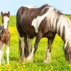 Lovely Horse And Foal paint by number