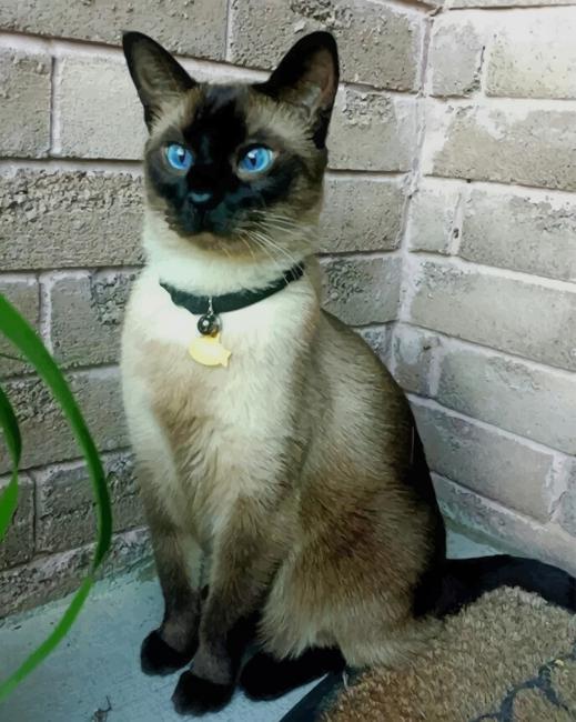 adult siamese cats