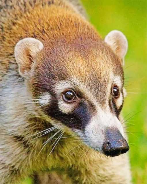 South American coati paint by numbers