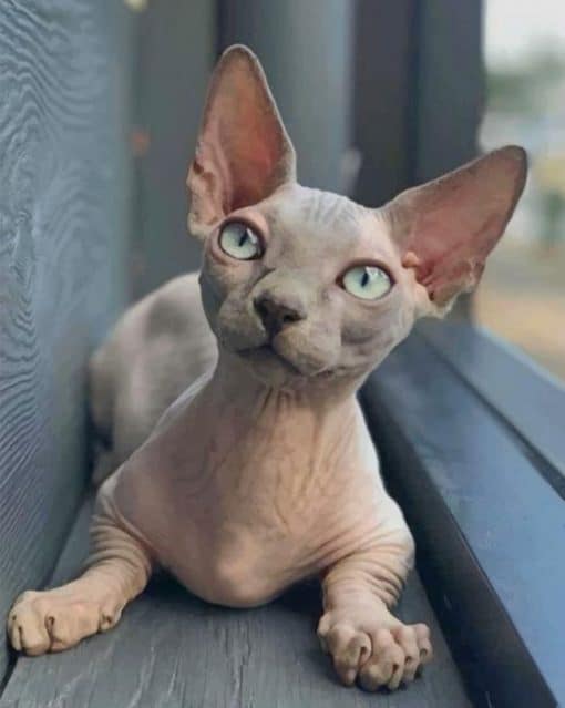 Sphynx Rare Breed Of Cats paint by numbers