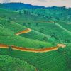 The Green Fields Of Sri Lanka paint by numbers
