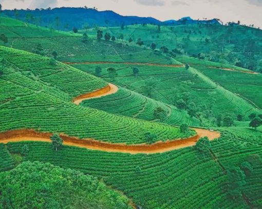 The Green Fields Of Sri Lanka paint by numbers