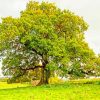 The English Oak Tree Paint By Numbers