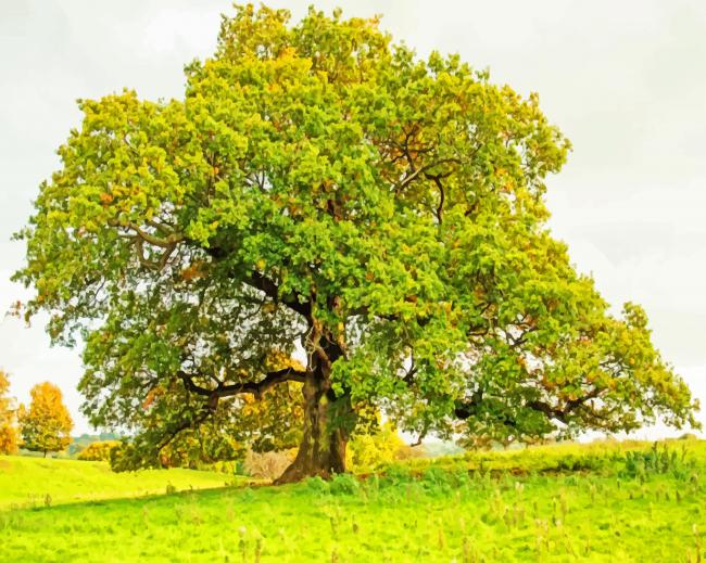 The English Oak Tree Paint By Numbers