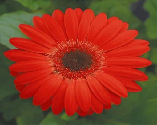 Transvaal Daisy Flower paint by numbers