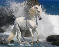 White Horse On The Beach paint by number