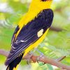 Yellow Oriole Bird paint by numbers