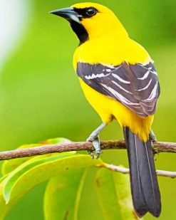 Yellow Oriole paint by numbers