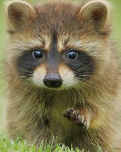 Adorable Baby Raccoon paint by numbers