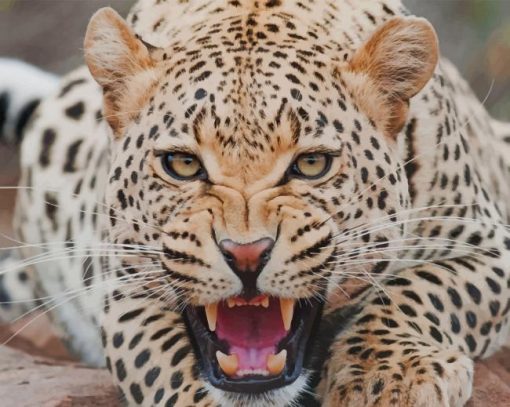 Angry Leopard paint by number