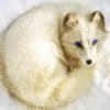 Arctic Fox Blue Eyes paint by number