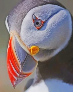 Atlantic Puffin Face paint by numbers