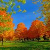 Autumn Wooded Park paint by number