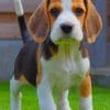 Baby Beagle paint by numbers