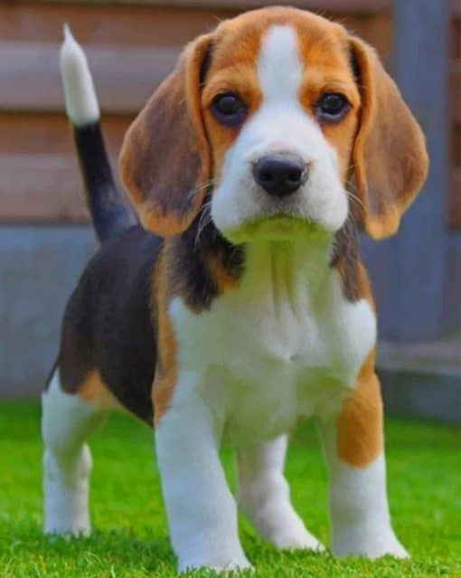 Baby Beagle paint by numbers