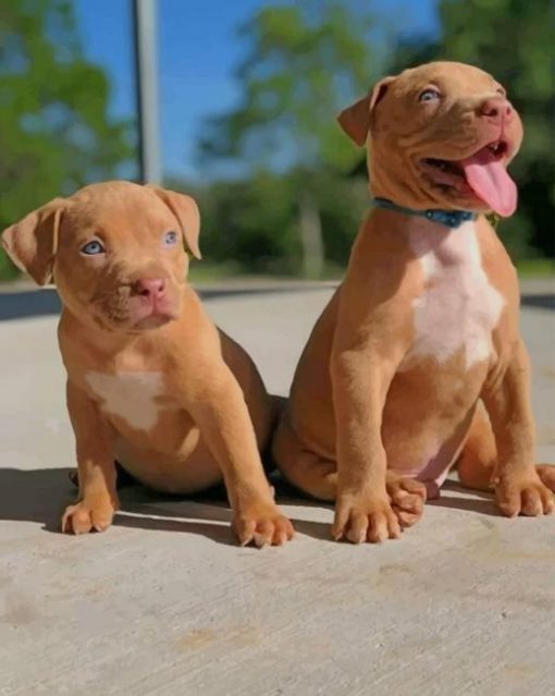 Baby Pit Bull Dogs paint by numbers