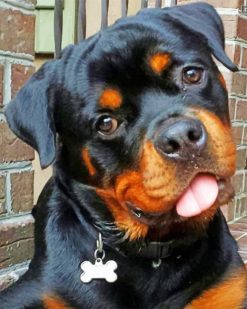 Baby Rottweiler paint by numbers
