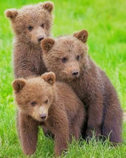 Baby Grizzly Bears Cubs paint by numbers