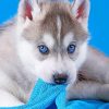 Baby Husky paint by numbers