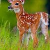 Baby Whitetail Deer paint by numbers