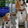 Beagles Dogs paint by numbers