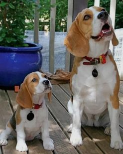 Beagles Dogs paint by numbers