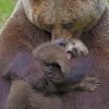 Bear Cub And His Mother paint by numbers