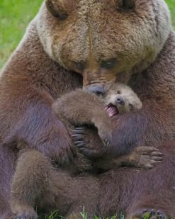 Bear Cub And His Mother paint by numbers