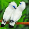 Beautiful Bali Myna Birds paint by number