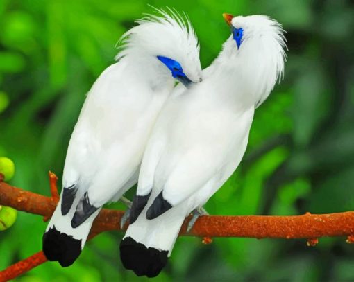 Beautiful Bali Myna Birds paint by number