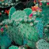 Beautiful Cactus paint by number