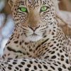Beautiful Leopard Green Eyes