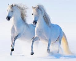 Beautiful White Horses paint by number
