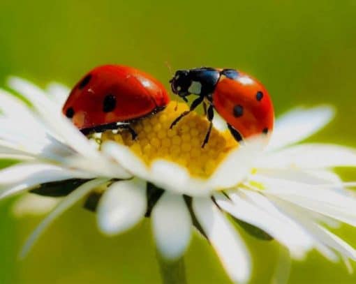 Beetles On Flower paint by number