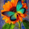 Big Blue Butterfly On Sunflower paint by numbers