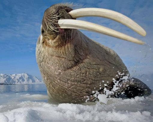 Big Walrus With Tusks paint by number