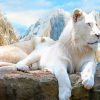 Big White Lion paint by number