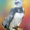 Bird Harpy Eagle paint by numbers