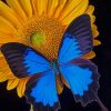 Black And Blue Butterfly On Sunflower paint by numbers