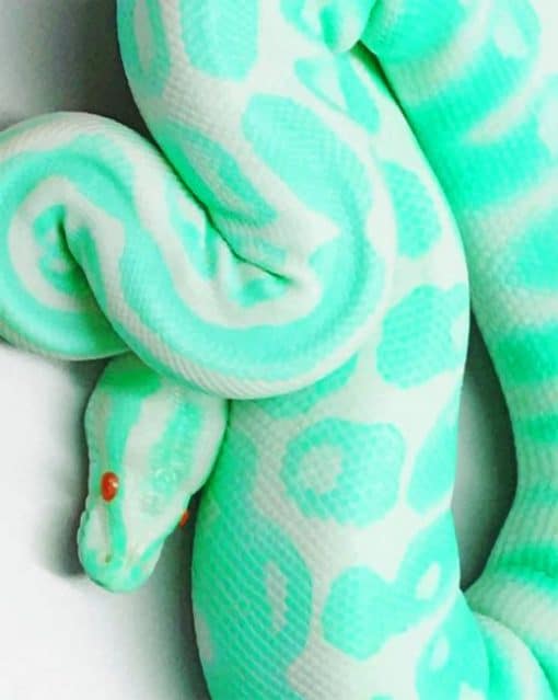 Blue Albino Snake paint by numbers