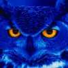 Blue Owl Bird paint by number