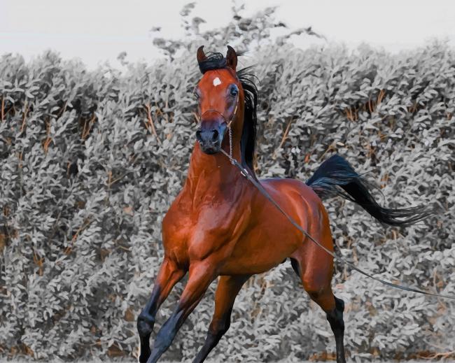 Brown Running Horse paint by number