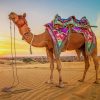 Camel Desert paint by number