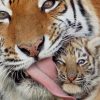 Caring Tiger Mom paint by number