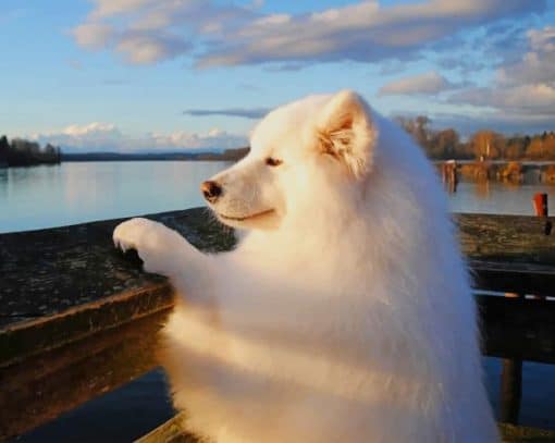 Chilling Samoyed Dog paint by number