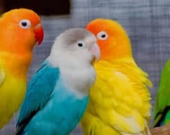 Colorful Parrots Birds paint by number