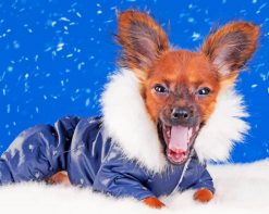 Cool Chihuahua In Winter paint by number